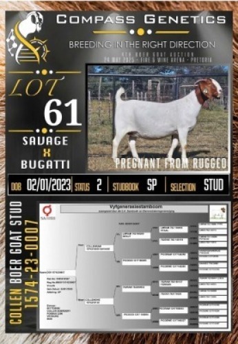 1X BOER GOAT STUD EWE Collen Boerdery