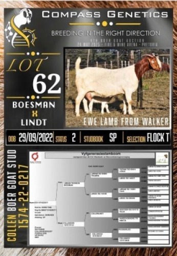 1+1X BOER GOAT FLOCK ON TEAT EWE Collen Boerdery