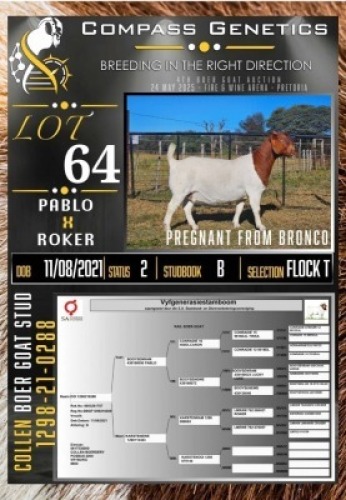1X BOER GOAT FLOCK ON TEAT EWE Collen Boerdery