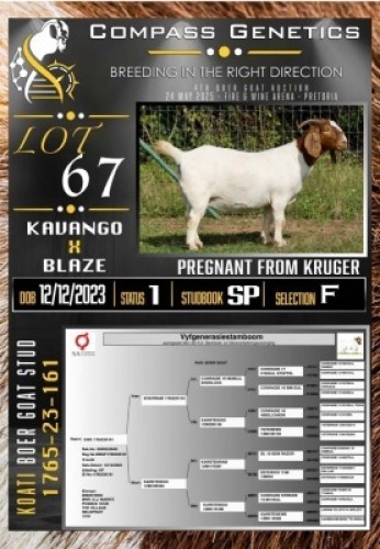 1X BOER GOAT FLOCK PREGNANT EWE Koati Boer Goat Stud