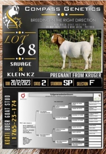 1X BOER GOAT FLOCK PREGNANT EWE Koati Boer Goat Stud