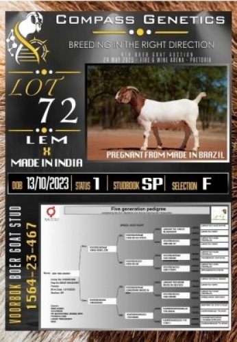 1X BOER GOAT FLOCK PREGNANT EWE Voorbok
