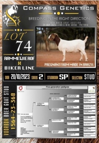 1X BOER GOAT STUD PREGNANT EWE Voorbok