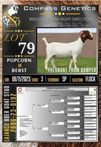 1X BOER GOAT FLOCK EWE LaJanco Boerbokstoet