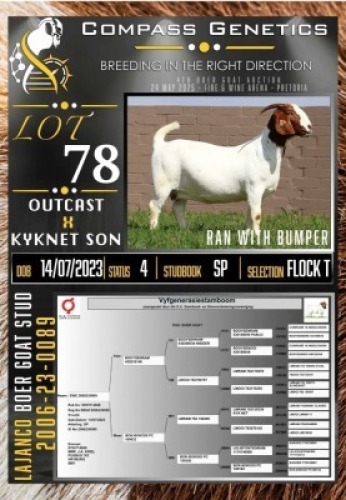1X BOER GOAT FLOCK ON TEAT EWE LaJanco Boerbokstoet
