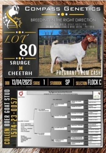 1X BOER GOAT FLOCK COLOUR EWE Collen Boerdery