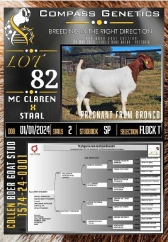 1X BOER GOAT FLOCK TEATS EWE Collen Boerdery