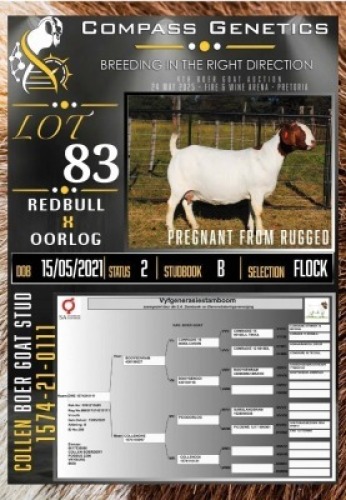 1X BOER GOAT FLOCK EWE Collen Boerdery