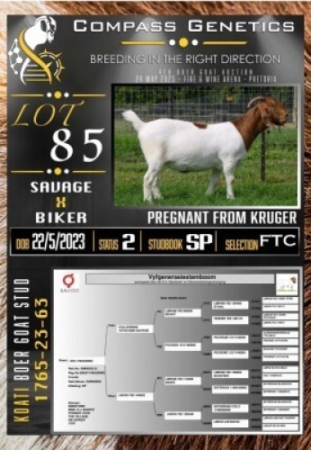 1X BOER GOAT FLOCK ON TEAT & COLOUR PREGNANT EWE Koati Boer Goat Stud