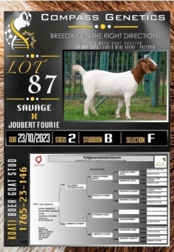 1X BOER GOAT FLOCK EWE Koati Boer Goat Stud