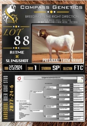 1X BOER GOAT FLOCK ON TEAT & COLOUR EWE Hardekool Boerbok Stoet