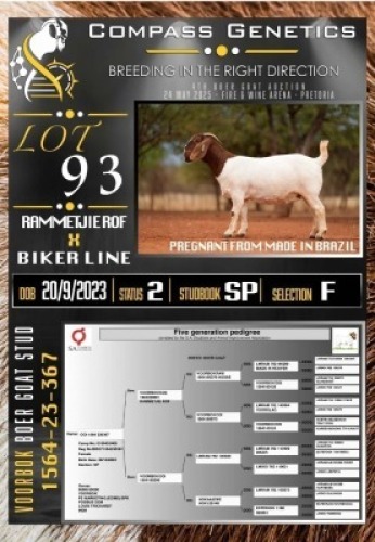 1X BOER GOAT FLOCK PREGNANT EWE Voorbok