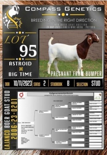 1X BOER GOAT STUD EWE LaJanco Boerbokstoet