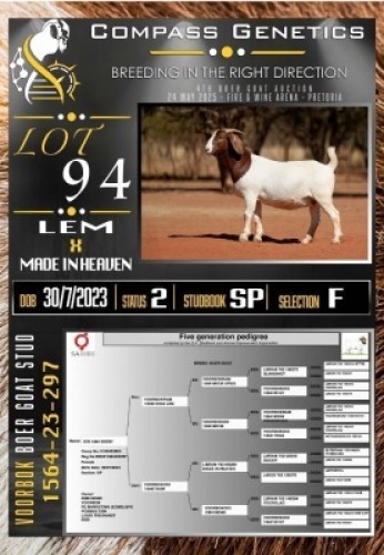 1X BOER GOAT FLOCK EWE Voorbok
