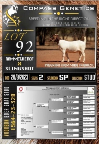 1X BOER GOAT STUD PREGNANT EWE Voorbok