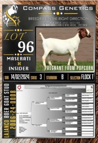 1X BOER GOAT FLOCK ON TEAT EWE LaJanco Boerbokstoet