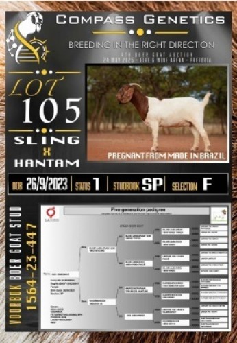 1X BOER GOAT FLOCK PREGNANT EWE Voorbok