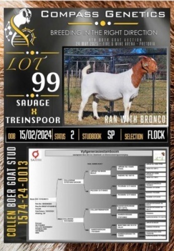 1X BOER GOAT FLOCK EWE Collen Boerdery