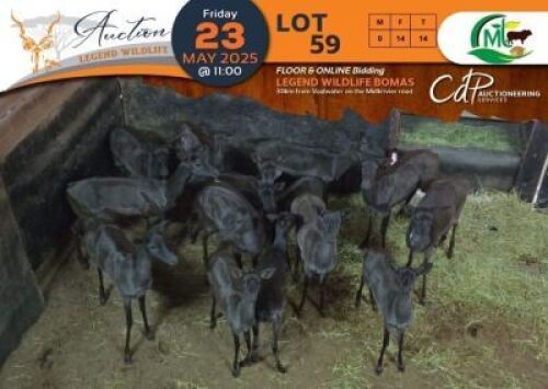 14X Black Impala V/F:14 Morgan Trading (Per Piece to take the lot/Per stuk om lot te neem)