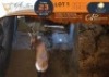 1 X Red Hartebeest M:1 Greater Munnik Conservancies Plaas: Bloemtuin