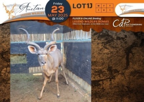 1 X Kudu M:1 Legend Wildlife