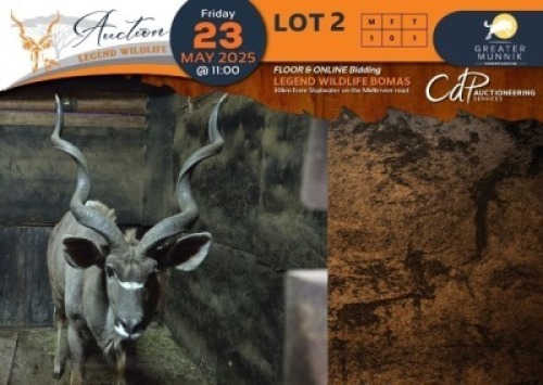 1 X Kudu M:1 Greater Munnik Conservancies Plaas: Wilgebos