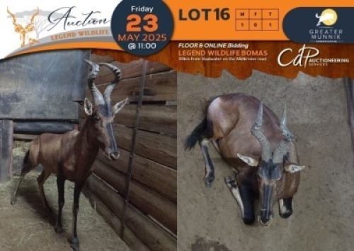 1 X Red Hartebeest M:1 Greater Munnik Conservancies Plaas: Bloemtuin