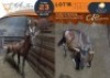 1 X Red Hartebeest M:1 Greater Munnik Conservancies Plaas: Bloemtuin