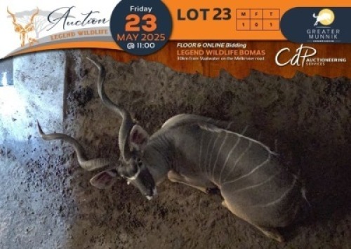 1 X Kudu M:1 Greater Munnik Conservancies Plaas: Mooketsi