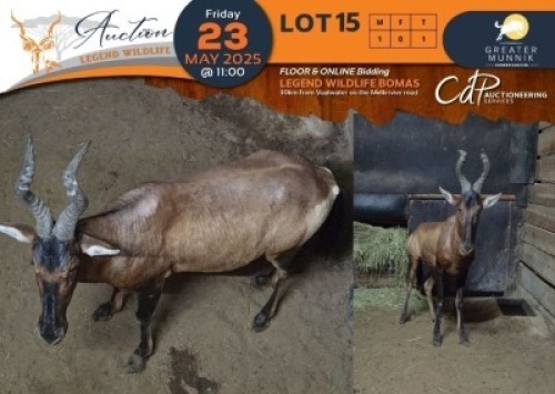 1 X Red Hartebeest M:1 Greater Munnik Conservancies Plaas: Bloemtuin