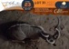 1 X Kudu M:1 Greater Munnik Conservancies Plaas: Mooketsi