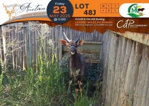 1 X Nyala M:1 Morgan Trading