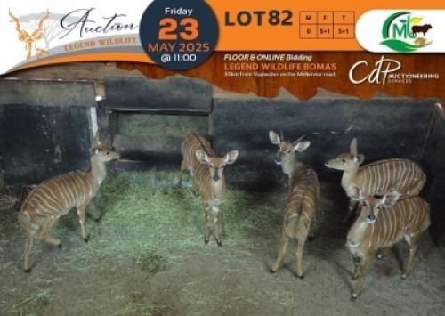 5+1 X Nyala M: 2 V/F:3+1 Morgan Trading (Per Piece to take the lot/Per stuk om lot te neem)