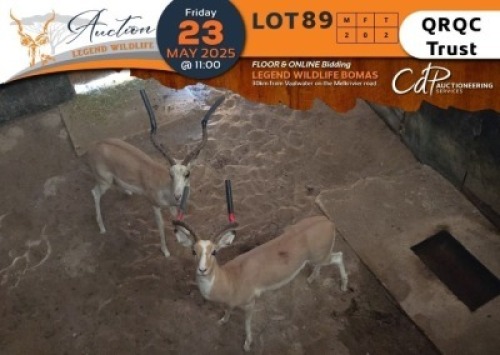 2 X White Flank Impala M:2 QRQC Trust (Per Piece to take the lot/Per stuk om lot te neem)