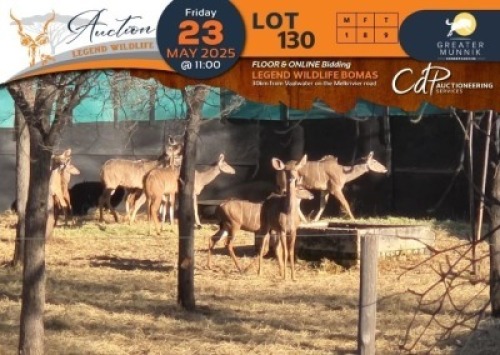 CAMP B5 - 9 X Kudu M:1 V/F:8 Greater Munnik Conservancies Plaas: Dikgale (Per Piece to take the lot/Per stuk om lot te neem)