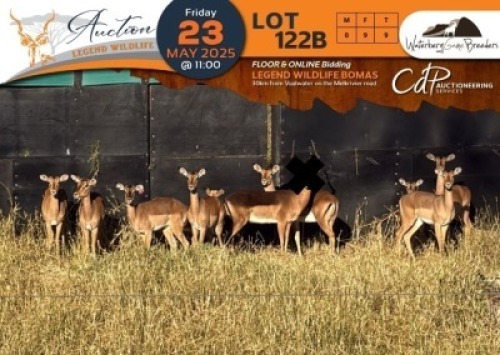 CAMP A9.2 - 9 X Saddleback Split Impala V/F:9 Waterberg Game Breeders (Per Piece to take the lot/Per stuk om lot te neem)
