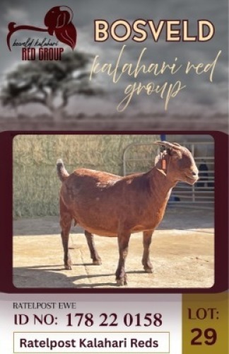 1X KALAHARI RED FLOCK 48-7 DOE Ratelpost