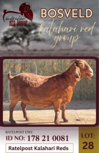 1X KALAHARI RED FLOCK 48-1304 DOE Ratelpost