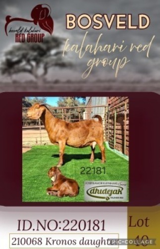 1+1X KALAHARI RED FLOCK 48-431 DOE Dhidejak