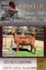 1X KALAHARI RED FLOCK 38-864 DOE Dhidejak