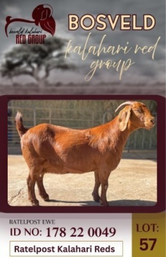 1X KALAHARI RED STUD 38-203 DOE Ratelpost