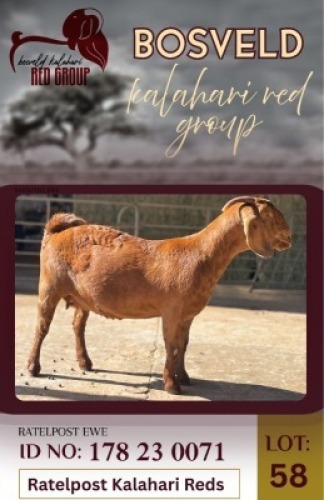 1X KALAHARI RED FLOCK 48-10 DOE Ratelpost