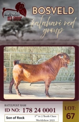 1X KALAHARI RED STUD 17-583 BUCK Ratelpost
