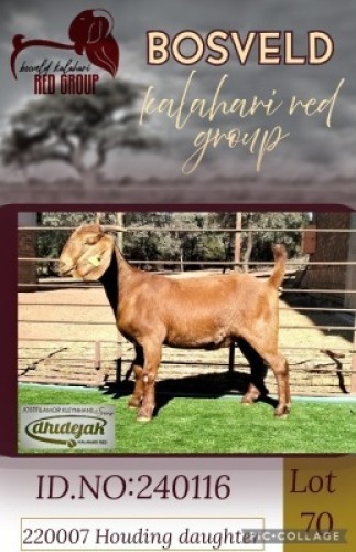 1X KALAHARI RED FLOCK 38-862 DOE Dhidejak