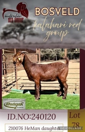 1X KALAHARI RED FLOCK 38-861 DOE Dhidejak