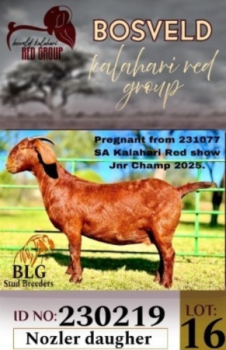 1X KALAHARI RED STUD 17-120 DOE BLG Stud Breeders