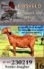 1X KALAHARI RED STUD 17-120 DOE BLG Stud Breeders