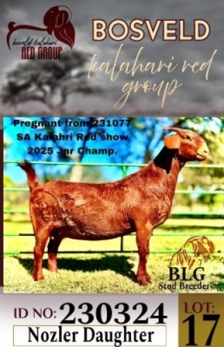 1X KALAHARI RED STUD 17-121 DOE BLG Stud Breeders