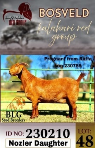 1X KALAHARI RED STUD 17-117 DOE BLG Stud Breeders