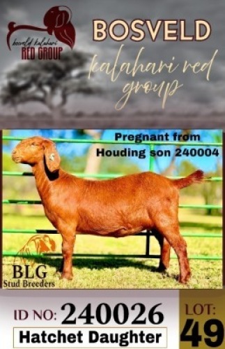 1X KALAHARI RED FLOCK 38-659 DOE BLG Stud Breeders